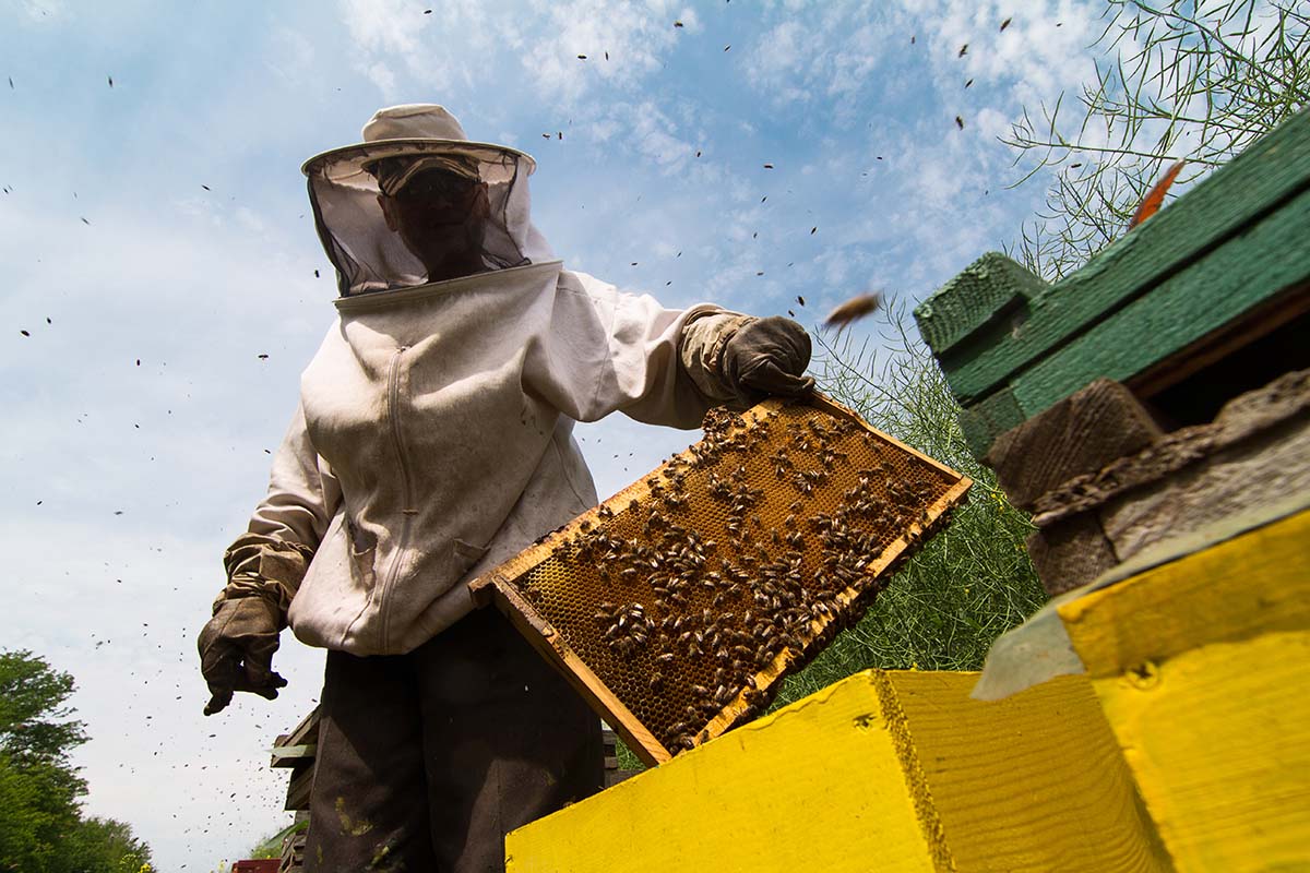 beekeeper-working-on-beehive-2021-04-02-21-03-53-utc.jpg