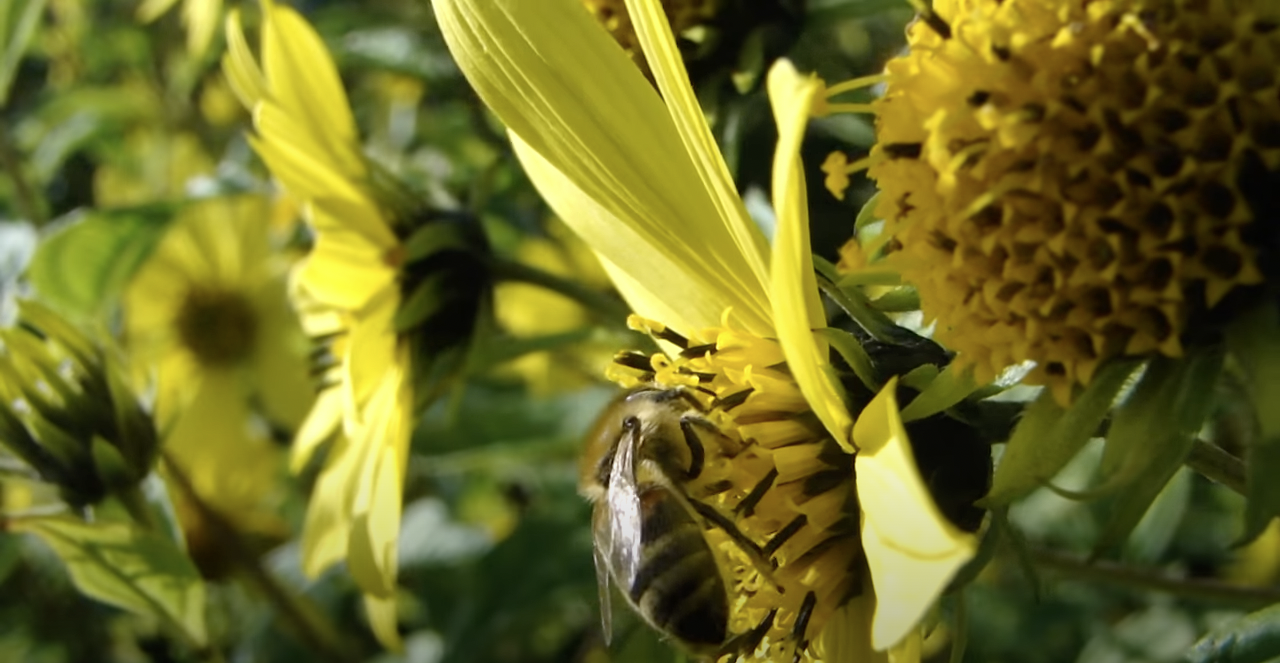 varroa-tolerante-bijen